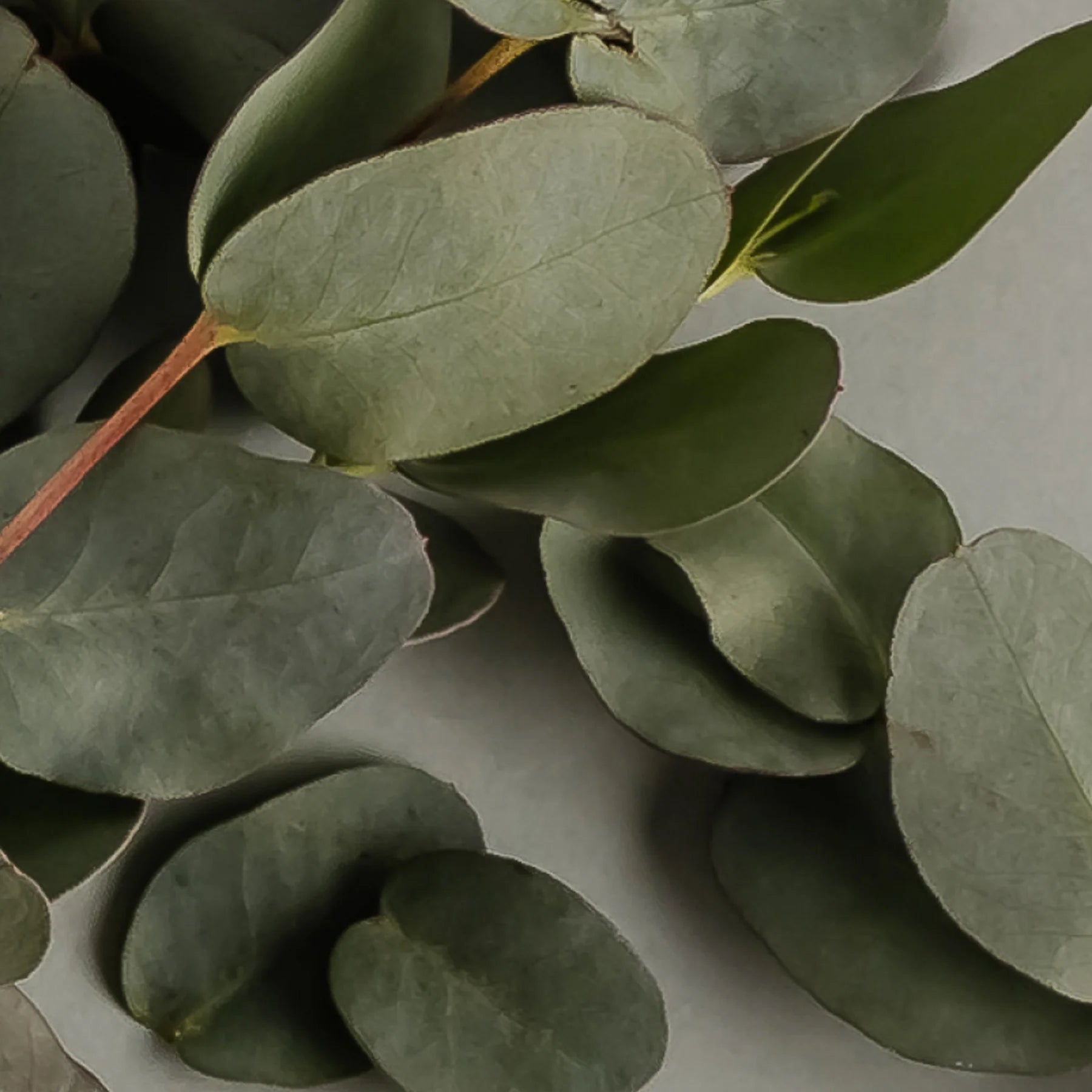 Pura: Archipelago Eucalyptus Smart Vial