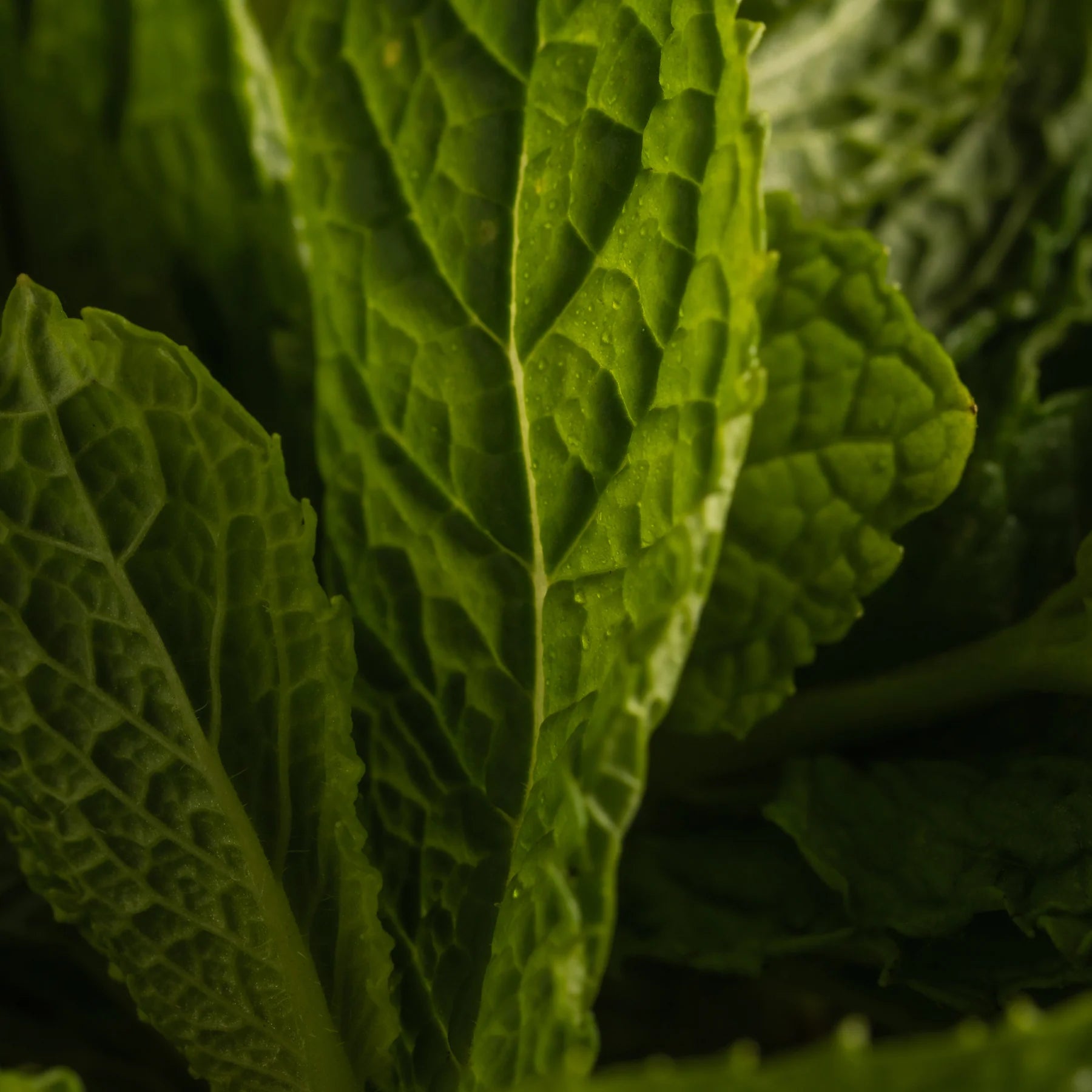 Pura: Allos Mint Leaves Smart Vial