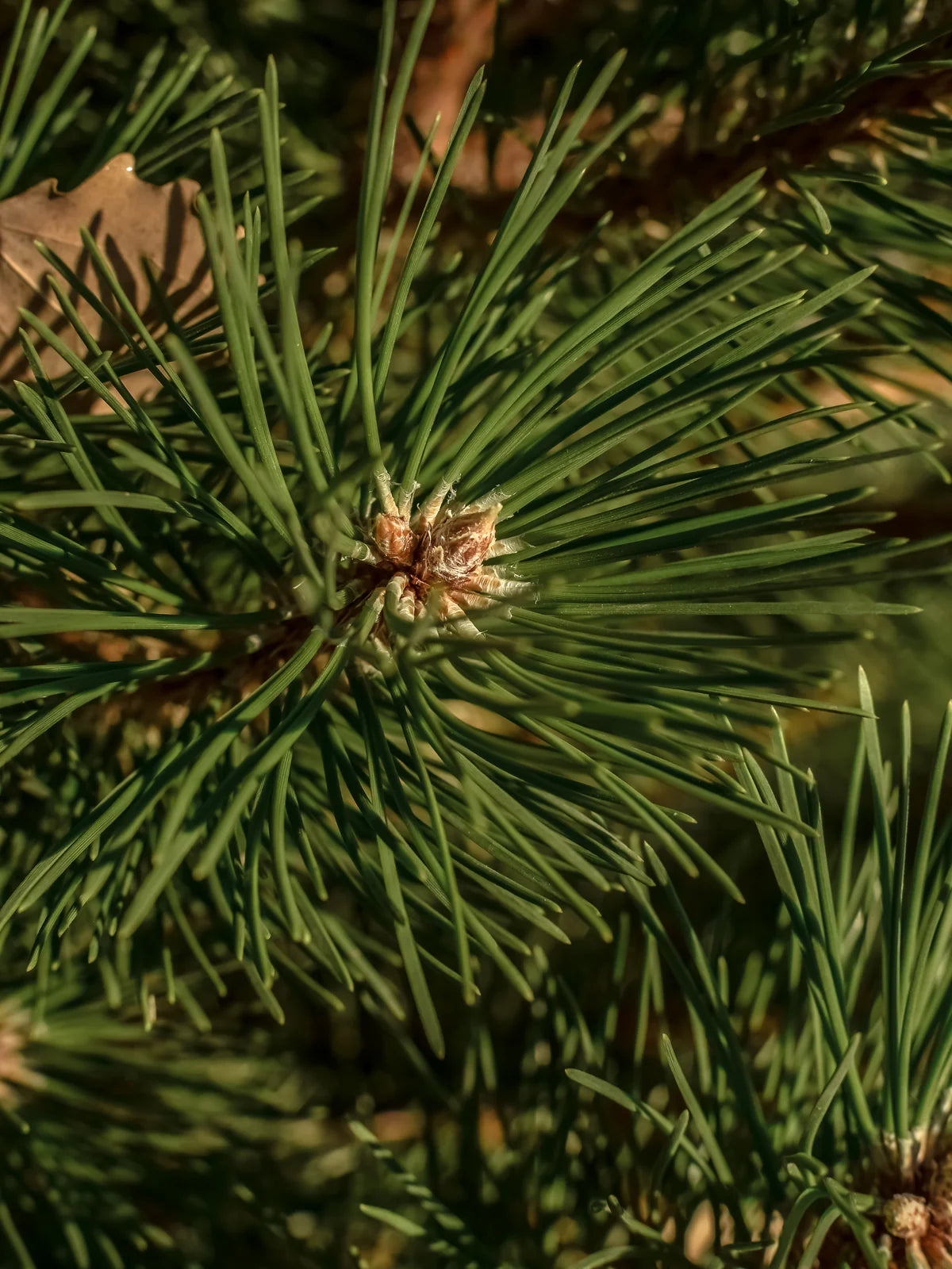 Pura: Sea Pines Smart Vial