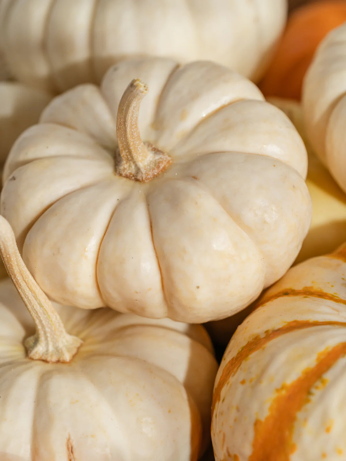 Pura: Pumpkin Macchiato Smart Vial