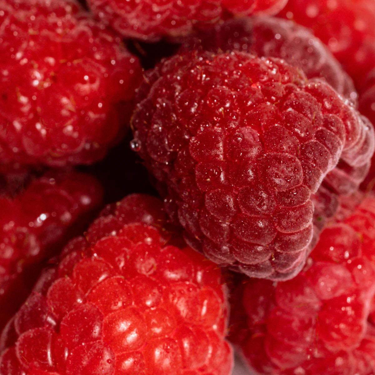 Pura: Vanilla Berry Smart Vial Becki Owens